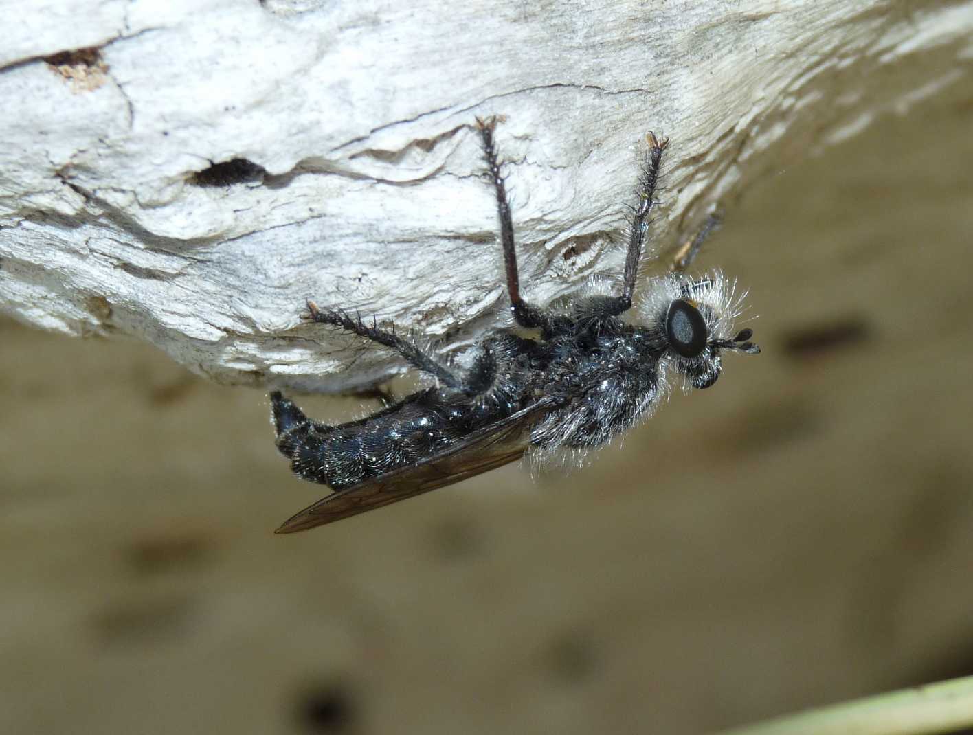 Asilidae da determinare (Laphria sp?)